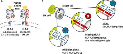 Fit-For-All iPSC-Derived Cell Therapies and Their Evaluation in Humanized Mice With NK Cell Immunity